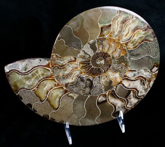 Huge Wide Cleoniceras Ammonite (Half) #6408